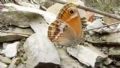 Coenonympha dorus